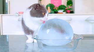 What if Cats Licked Giant Ice Ball? | Compilation