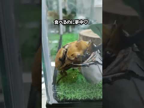 食いしん坊なカブトムシくん♡