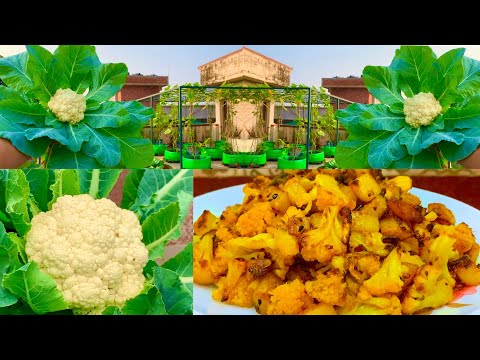 Harvesting Organic Cauliflower To Cook Delicious Cauliflower Recipe/ Phool Gobi Ki Sabji Recipe