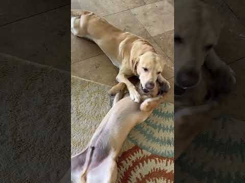 Malinois Puppy sweet play with Labrador #labrador #malinoispuppy #puppies #doglover #puppy #shorts