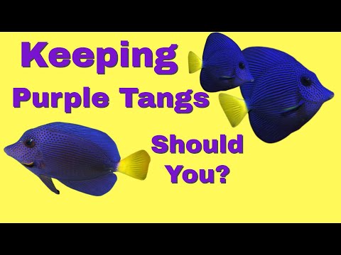 Purple Tang Care (Should You Keep One) How To Care for Purple Tangs