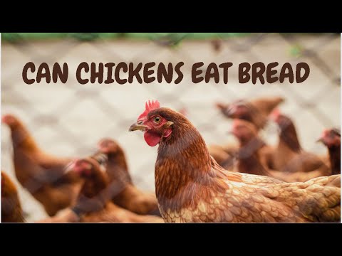 Can Chickens Eat Bread