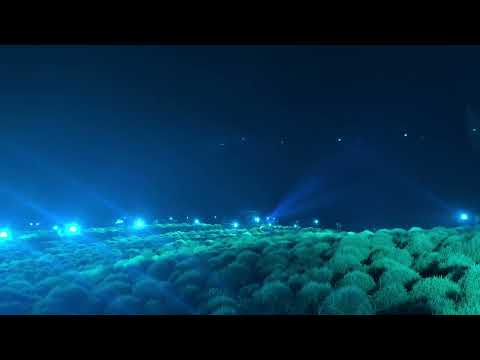 コキアライトアップ 2024 / Kochia Light Up 2024 (Part 5) -- 国営ひたち海浜公園 / Hitachi Seaside Park (2024/9/27)