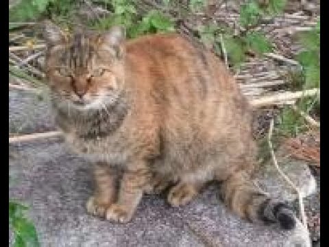 【琵琶湖でブラックバス釣り】野良猫ちゃんに小さなバスを あげてみた！　Stray cat gets fish at Lake Biwa !