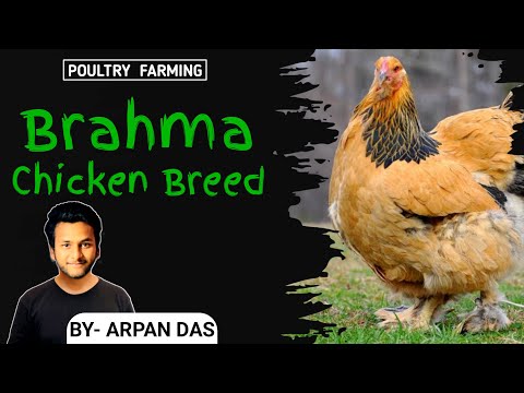 Brahma Chicken Breed l #poultry by ecohill agri l #poultryfarming #livestock