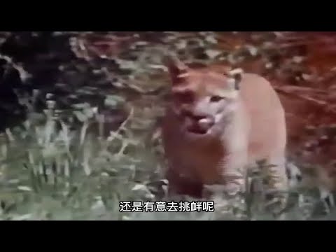 胡狼吃鸡，展现精彩捕猎技巧，不断尝试终得回报