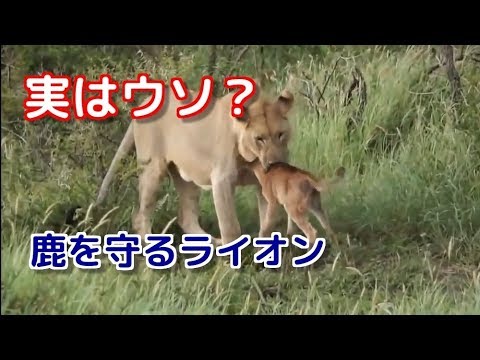 【いかにも怪しげな感動ネタ】ライオンが狩るつもりの鹿に母性愛？