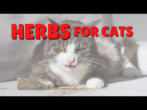 Herbs That Cats Are Interested In | Two Crazy Cat Ladies