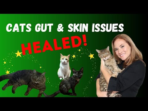 From Overwhelmed to Empowered: Ashley's Journey to Healing Her Cats with Holistic Vet Guidance