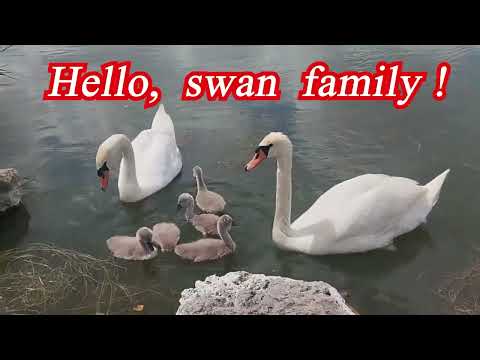 Лебединая семья.  Сериал.  Лебеди доверяют людям.The Swan Family.  Series.  Swans trust people.