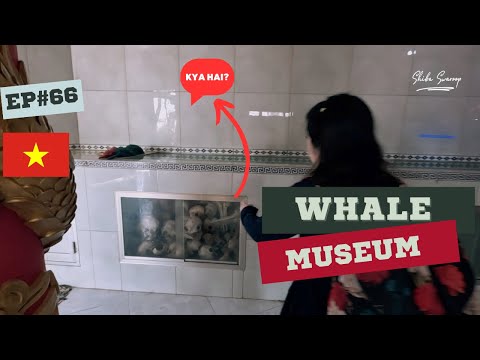 A Visit to the Whale Museum in Vietnam🇻🇳