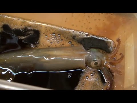 Live squid Swimming in a soy sauce pool. And Eat it.[函館]活きたイカを醤油に入れる→食べる[モンちゃん]