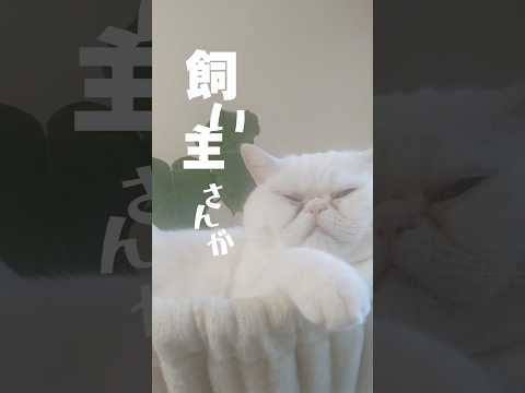 私はコレが好き#猫動画 #白猫 #ねこのきもち