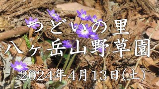 つどいの里 八ヶ岳山野草園－2024年4月13日(土)