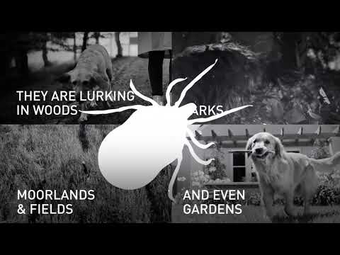 Tick or Treat Social Films