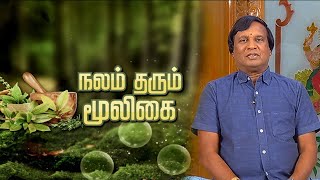 சித்தரத்தையின் மருத்துவ பலன்கள் | Alpinia officinarum | Nalam Tarum Mooligai