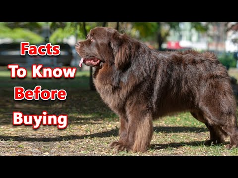 Newfoundland Dog 6 Facts To Know Before Buying