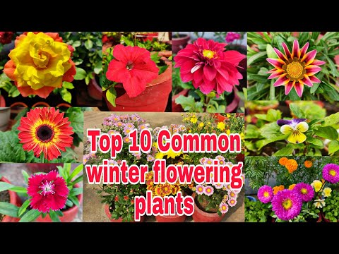 Top 10 Common winter flowering plants //सर्दियों के दस खूबसूरत फूल इनको जरूर लगाएं