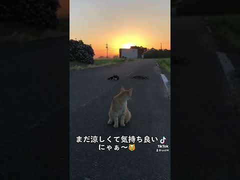 朝焼けとニャンコ😸#shorts #short #猫 #猫動画 #朝焼け