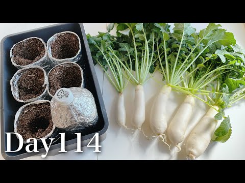 室内で大根を育ててみた／I tried growing daikon radish indoors