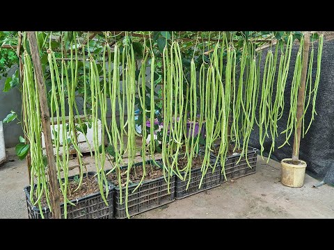 Growing long beans this way will yield a quick, abundant harvest