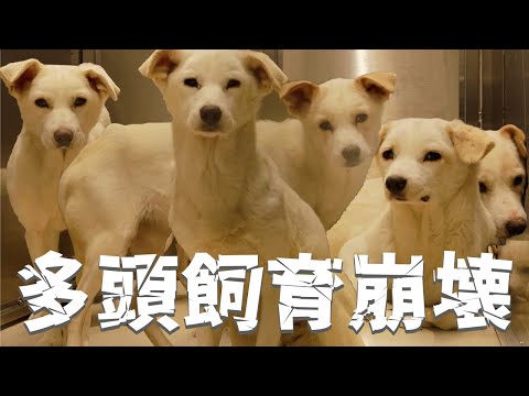 【かわいそう】多頭飼育崩壊でエサもろくにもらえずに痩せ細ってしまった犬