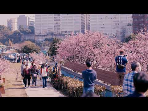 台北內湖樂活公園 白天櫻花盛開(JEFF 4K video)-Cherry blossoms Lohas Park Donghu  TAIPEI  #jeff0007