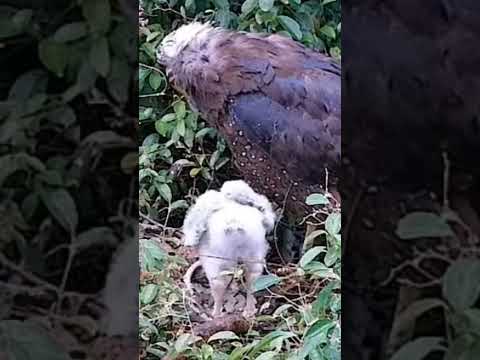 Uni 的老派扭扭舞 #大冠鷲#蛇鵰#台灣猛禽研究會 #nestcam #巢位觀察