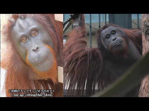 Transformation! The next time we meet, he will be the complete Morito.　AsahiyamaZoo Orangutan 202410