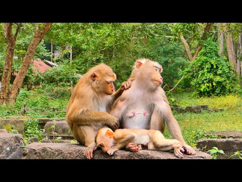 Sweetly!! Monkey Luna bring her Baby LUNO help to grooming Aunt Monkey Libby.