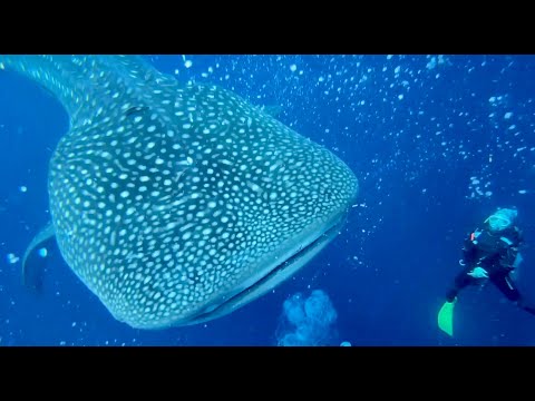 Whaleshark and Sardine Bait Ball at Panagsama, Moalboal, Cebu, Philippines