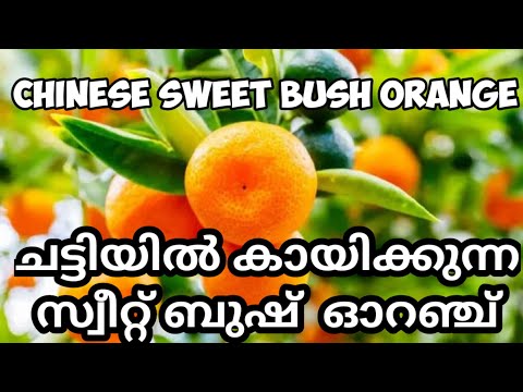 sweet bush orange🍊 സ്വീറ്റ് ബുഷ് ഓറഞ്ച് #sweetbushorage #orange #fruitplants