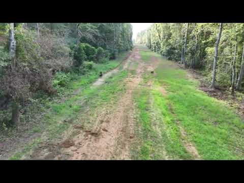 Hogs seen from the Drone