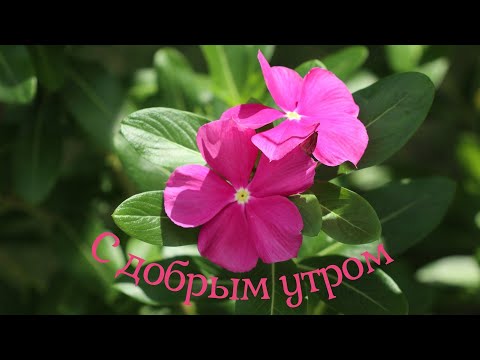 С ДОБРЫМ УТРОМ #доброеутро #музыкальныеоткрытки