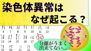 18【出生前診断②】染色体異常はどうやって発生する？