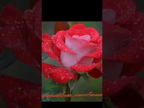 Всем огромного Счастья и Мирного неба над головой. 🌹❤️💋