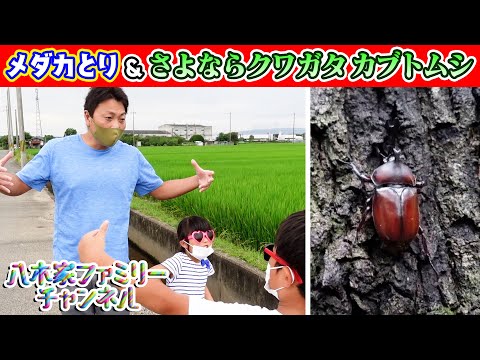 【夏の終わりに】川でメダカとり＆採ったカブトムシ・クワガタを森に返そう！《サバンナ八木ファミリー》