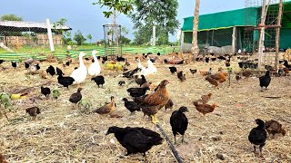 Free Range Poultry Space Requirement