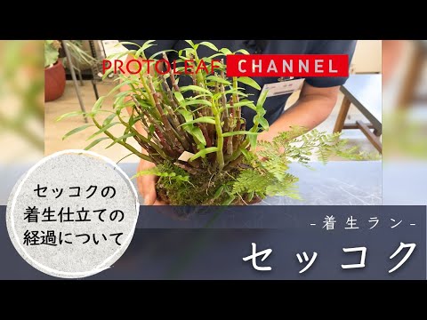 【着生ラン】セッコクの着生仕立ての経過について