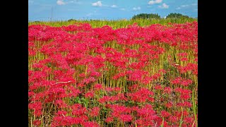 ウォーキングルートの彼岸花 2024.10.02