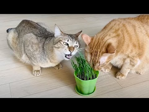 貓咪超愛! 自己來種貓草  Cats and cat grass