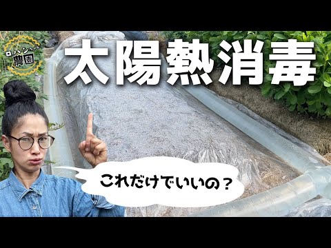 今がチャンス！！雑草や野菜の病気に困っていたら【太陽熱消毒】！！【米ぬか】や【堆肥】を使って畑を復活！！【農家の家庭菜園】【雑草対策】