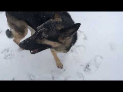 Ep136 Another Snowstorm in NJ! 1/18/20 German Shepherd Hiking during a snowstorm!