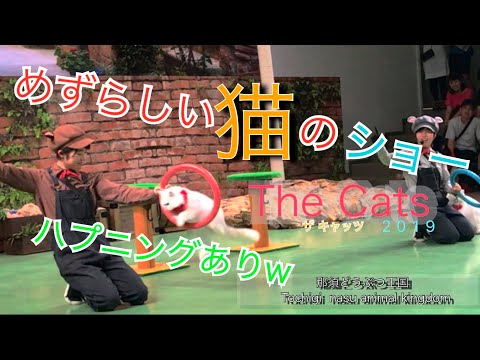 ネコのパフォーマンス！フル10分！ハプニングあり‼笑 / ザ・キャッツ　The Cats / 那須どうぶつ王国 / 猫のサーカス / 栃木県那須市 / japan cat / animal / zoo