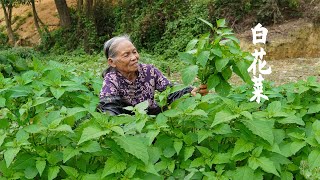 是野菜還是野草？ 有人嫌它苦澀無味，有人摘它天天打湯｜Bitter weed, used by Guangxi grandma for cooking｜广西 美食｜ 玉林阿婆