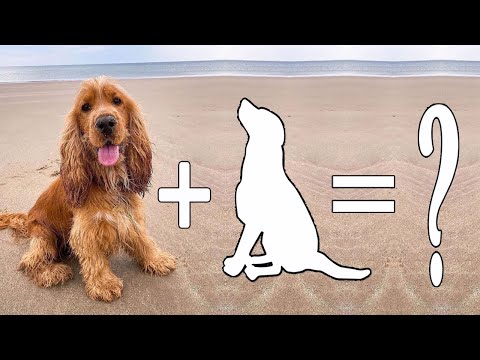 Top 10 Charming Cocker Spaniel Mixes That Will Surely Capture Your Heart / Cocker Spaniel Mix