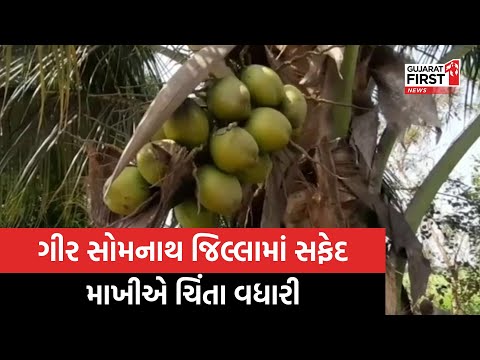 Gir Somnath: નારિયેળમાં સફેદ માખીનો રોગ આવી જતા ખેડૂતો ચિંતામાં