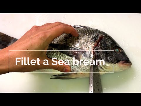 Japanese chef fillets a sea bream