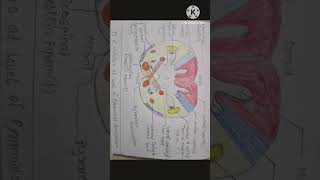 #shorts#youtubeshorts#neuroanatomy#medulla oblongata# TS of medulla at pyramidal decussation..✌️