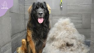 His First EVER Groom | Beautiful Transformation On A Giant Leonberger Dog